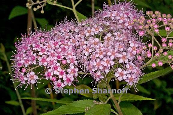 spirea japonica 3 graphic